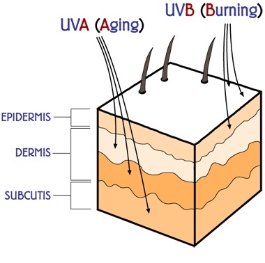 قدرت نفوذ UVA در پوست بیشتر است قدرت نفوذ UVA در پوست بیشتر است